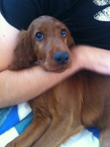 12 week old irish red setter puppy